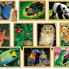 Animals Up Close Puzzle Set