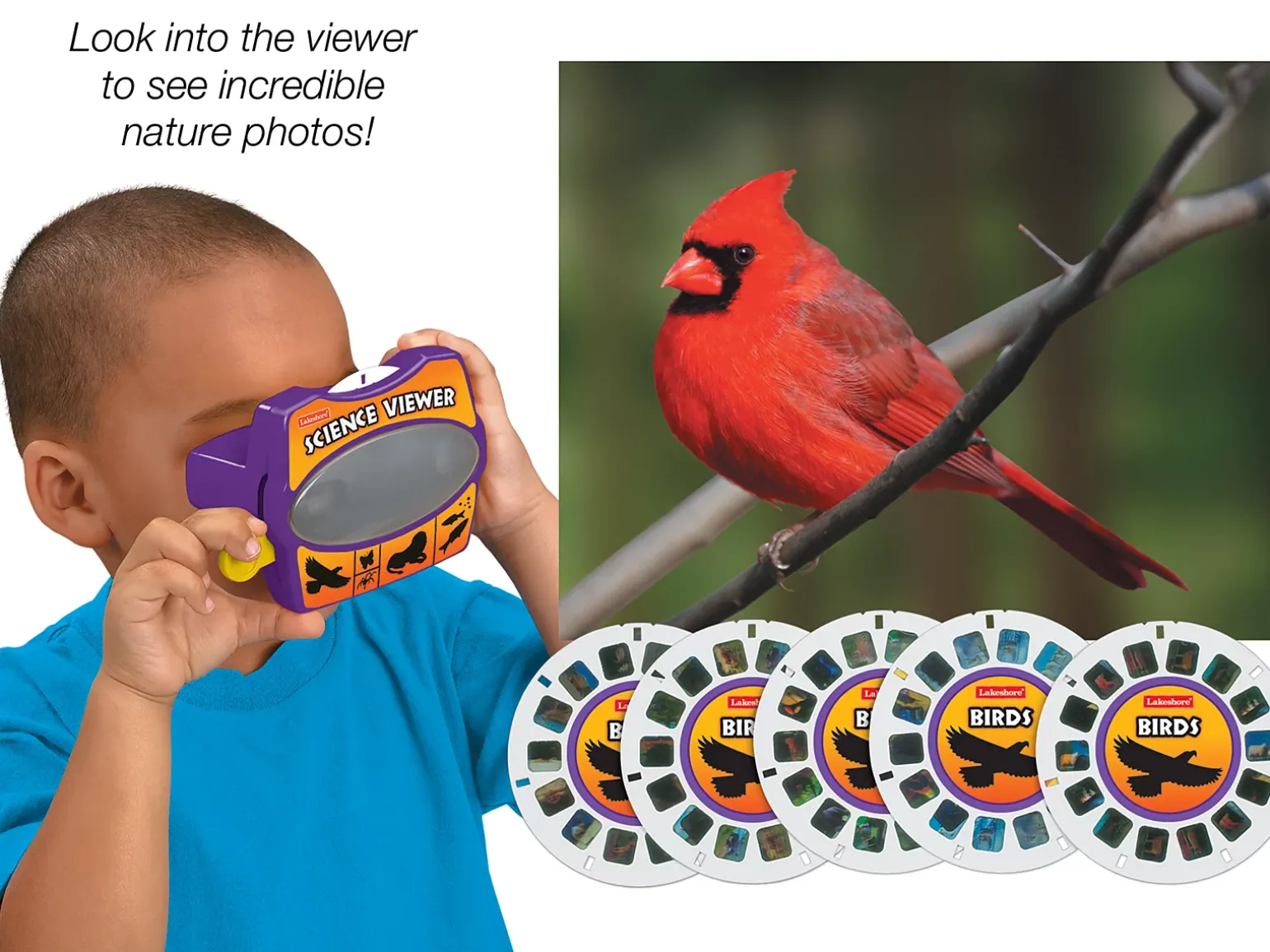 Birds Science Viewer