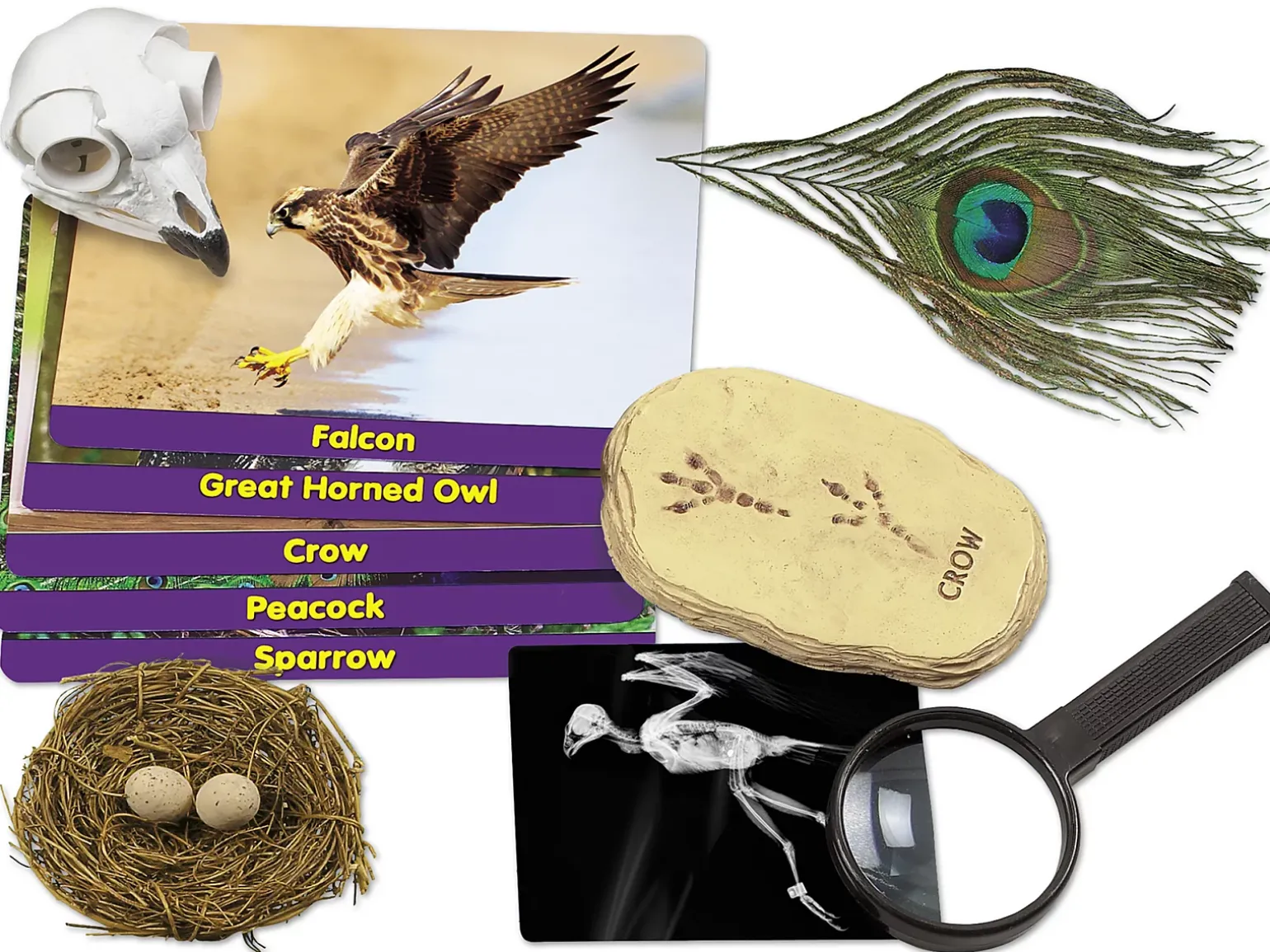 Birds Specimen Center