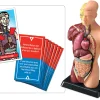 Fascinating Facts Human Body Game