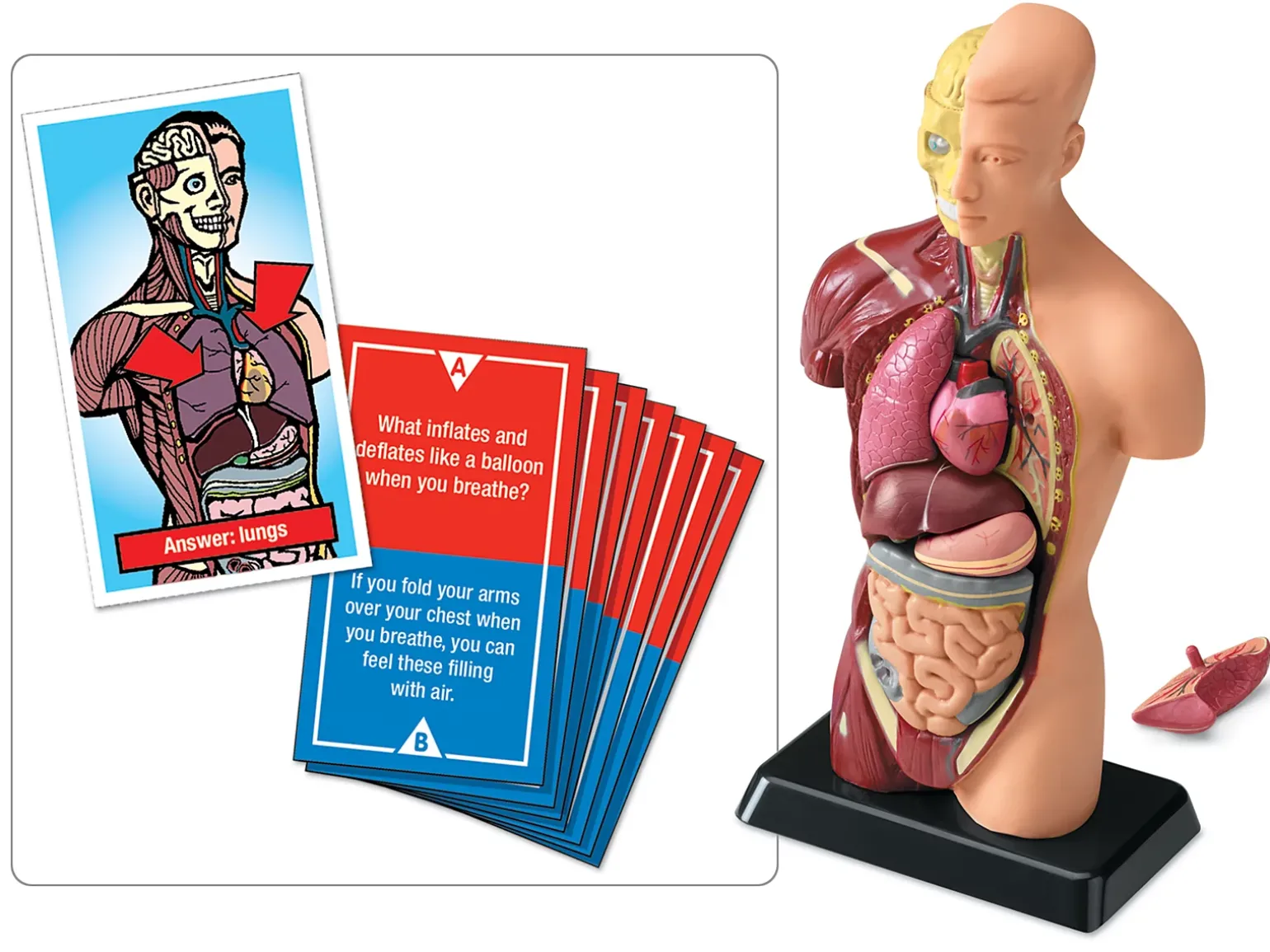Fascinating Facts Human Body Game