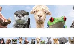 Go Wild Animals Border