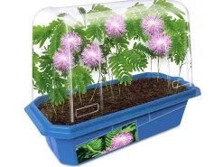 Grow-Your-Own Moving Plant