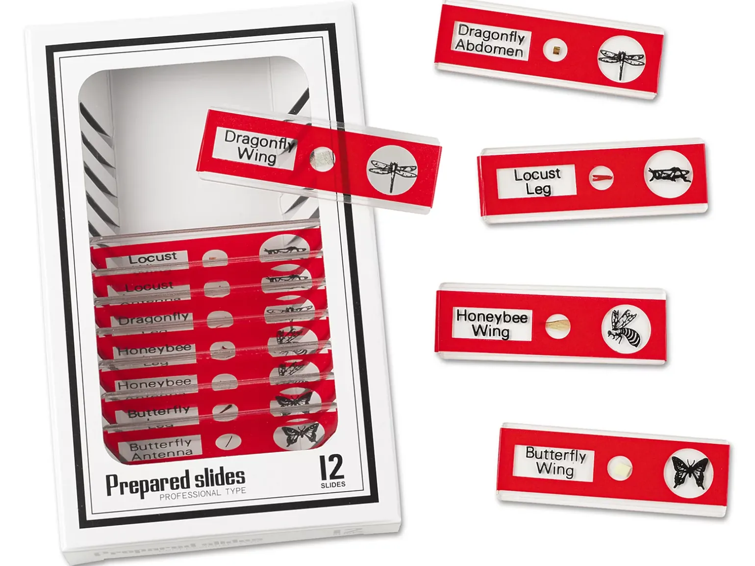 Insects Prepared Slide Kit