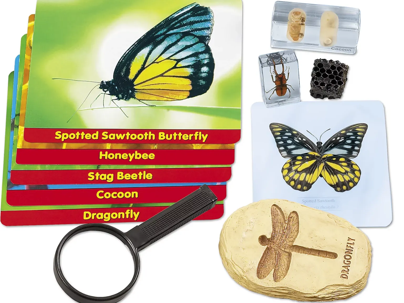 Insects Specimen Center