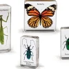Insects Specimen Set