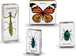 Insects Specimen Set