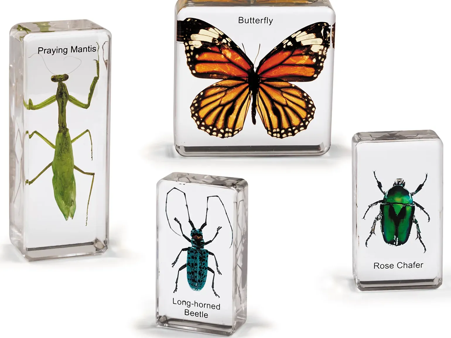 Insects Specimen Set