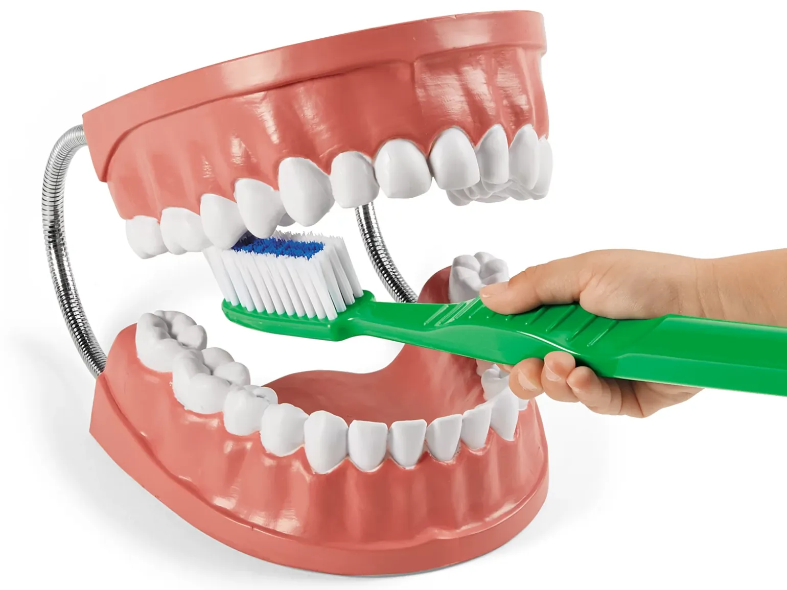 Learn to Brush Demonstration Kit