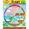 Life Cycle of a Plant Poster