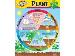 Life Cycle of a Plant Poster