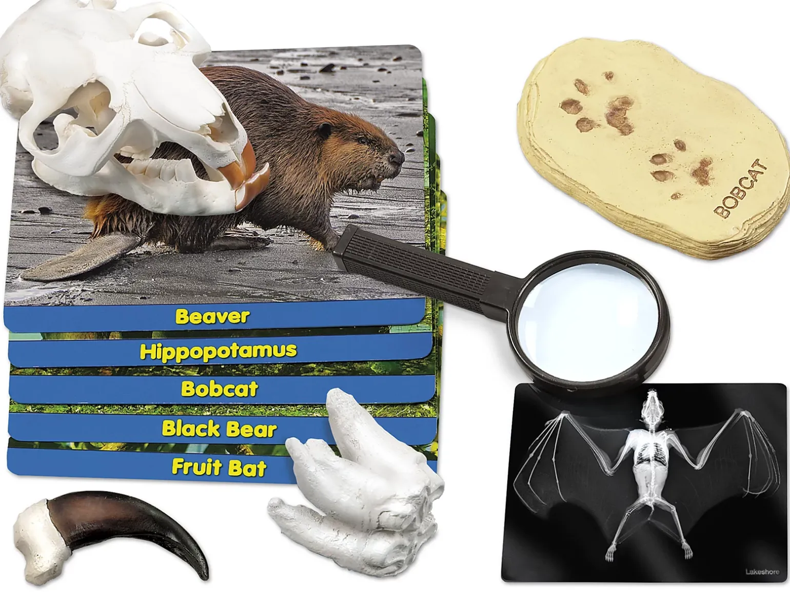 Mammals Specimen Center