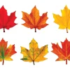 Maple Leaf Accents
