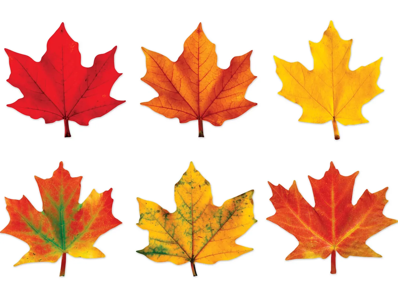 Maple Leaf Accents