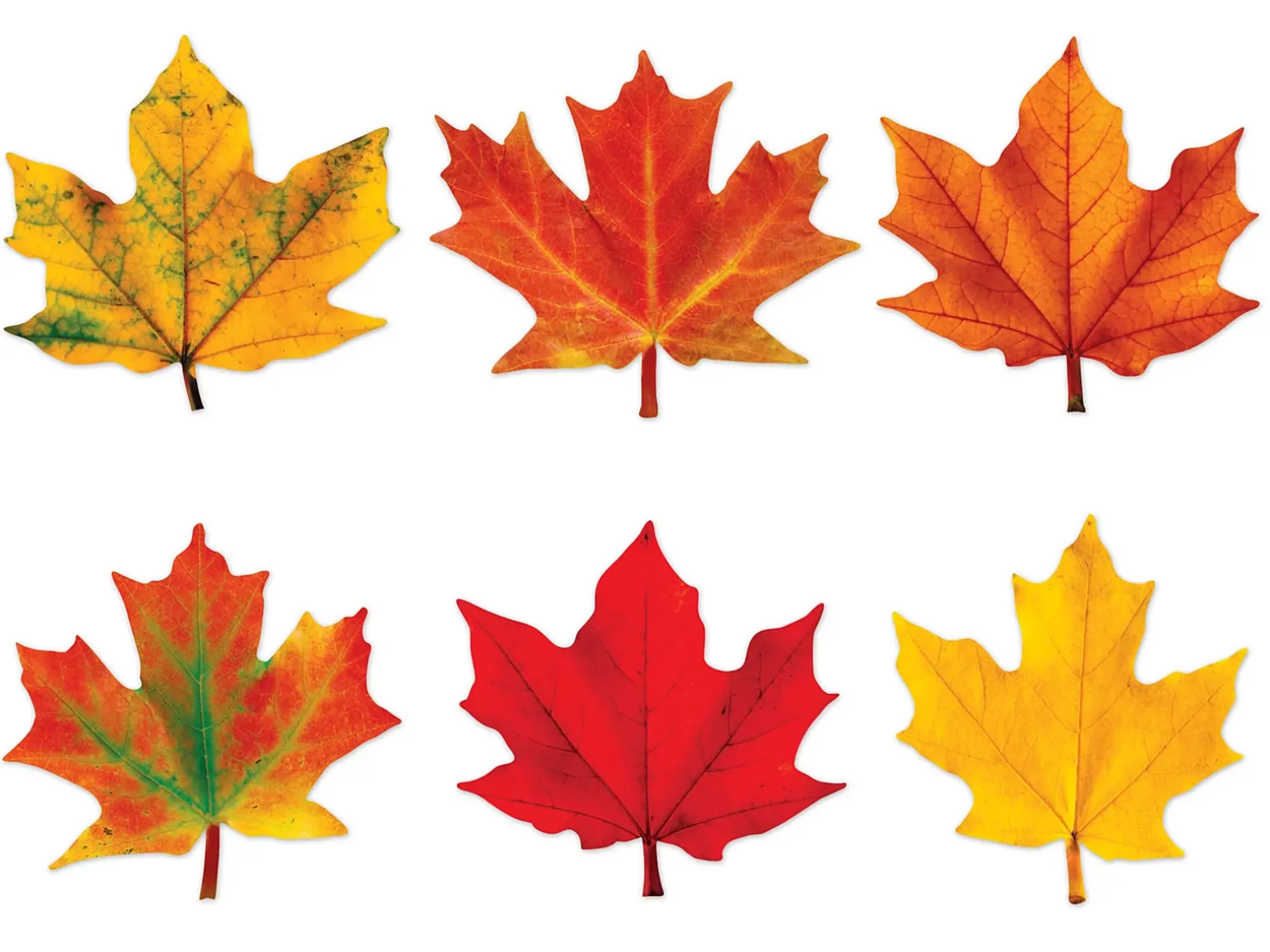 Maple Leaf Mini Accents