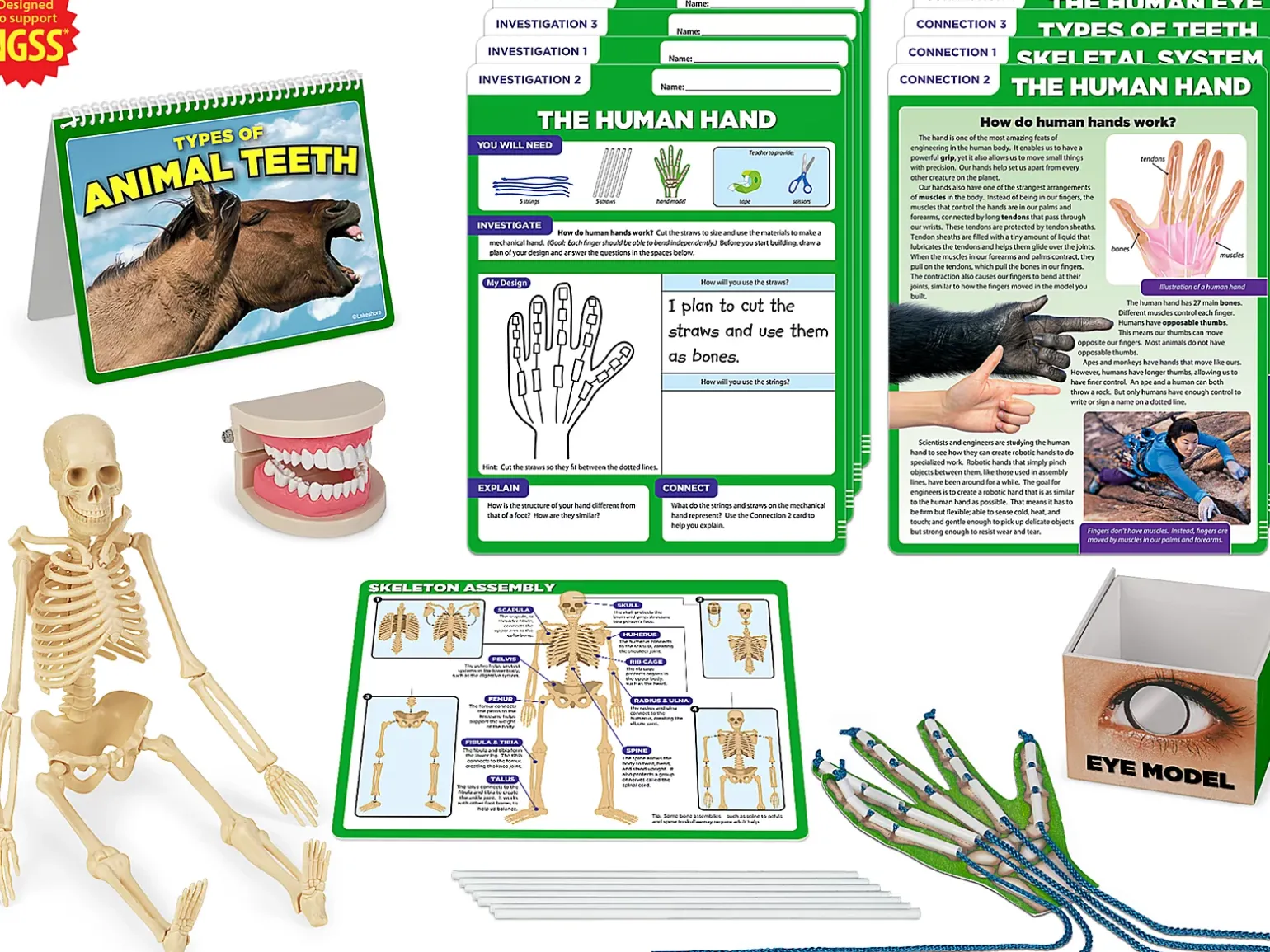 Meet the Standards Human Body Kit - Gr. 4