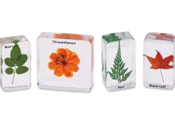 Plants Specimen Set