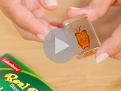 Real Bugs Discovery Kit