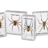 Scorpion & Spiders Specimen Set