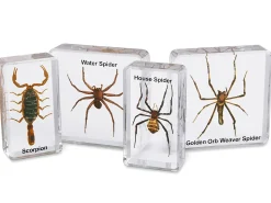 Scorpion & Spiders Specimen Set