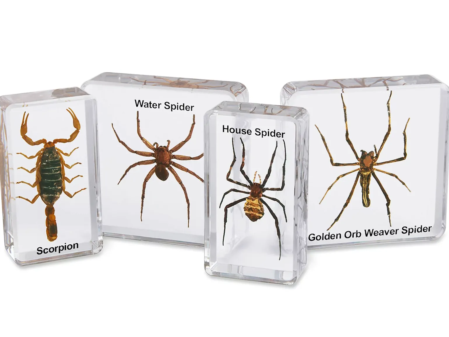 Scorpion & Spiders Specimen Set