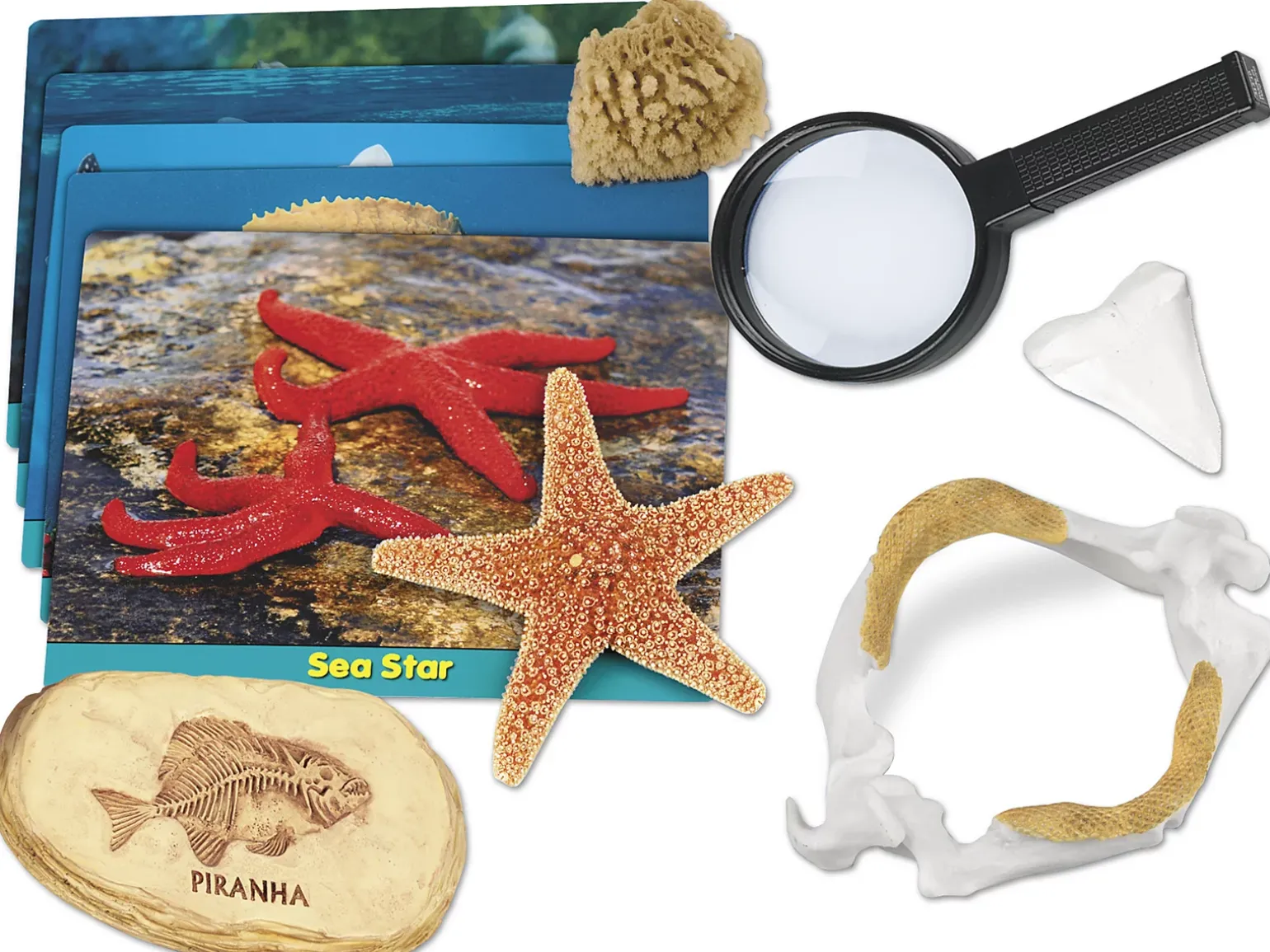 Sea Life Specimen Center