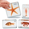Sea Life Specimen Set