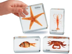 Sea Life Specimen Set
