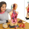 Take-Apart Human Body Model