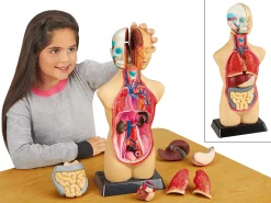 Take-Apart Human Body Model